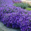 Campanula Portenschlagiana